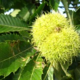 0809F 043 Flandern-Route : oostende